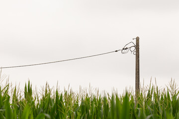 Minimalistic Rural Scene of a Corn Field with an Electricity Pole in Fao, Esposende, Braga, Portugal.