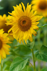 A vibrant sunflower in full bloom stands against green foliage. Sunny tones and natural light highlight the flower’s details.