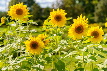 Obraz premium A cluster of blooming sunflowers surrounded by lush greenery. Bright colors and sunlight create a lively summer vibe.