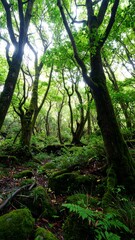 Fototapeta premium Lush forest floor, sunlight filtering
