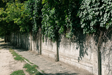 A long concrete wall overgrown with wild grapes