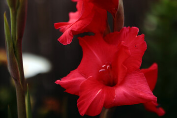 A bright scarlet gladiolus flower. An unopened gladiolus bud is located nearby