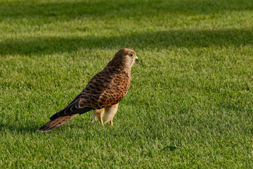 Red tailed hawk on a green grass. Egyptian brown falcon in a meadow. Shallow depth of field