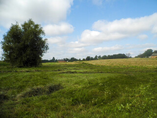 Green meadow with mowed grass, trees on the left, under a blue sky with white clouds.
