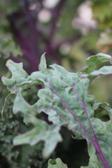 Curly green kale growing in the vegetable garden.