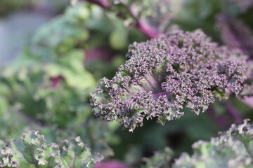Curly green kale growing in the vegetable garden.