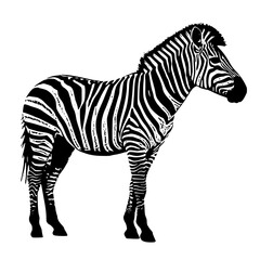 Obraz premium zebra vector illustration
