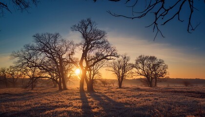 sunrise through skeletal trees