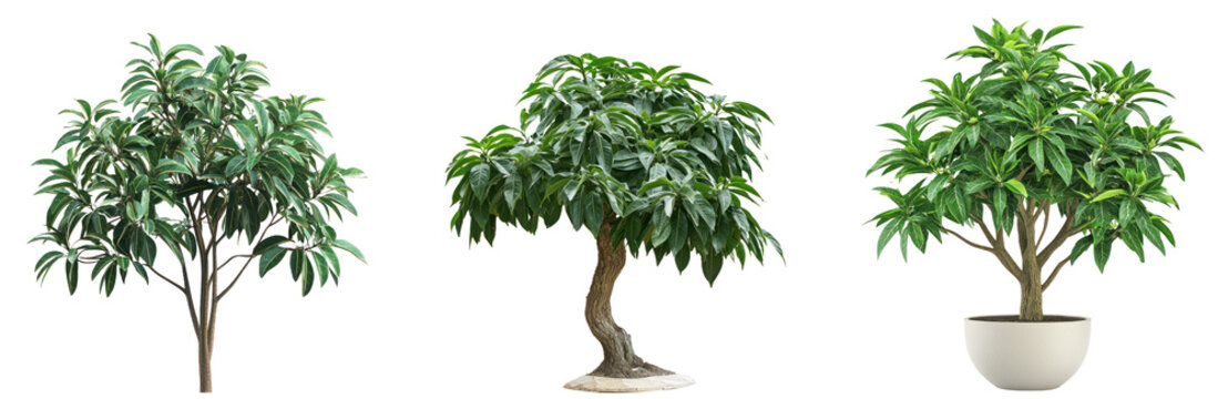 Ctenanthe Setosa Tree isolated on transparent background
