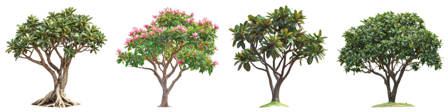 Rhoeo (Moses-in-the-Cradle) Tree isolated on transparent background