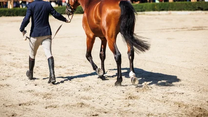 Fotobehang Paardrijden Horse handler leading brown horse across sandy arena during equestrian exhibition show or horse auction presentation  © encierro
