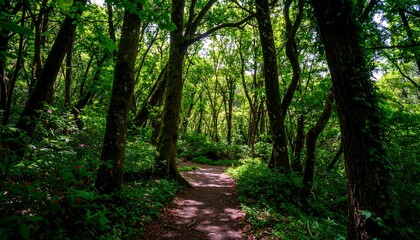 Obraz premium Lush forest path. Sunlight filtering through trees