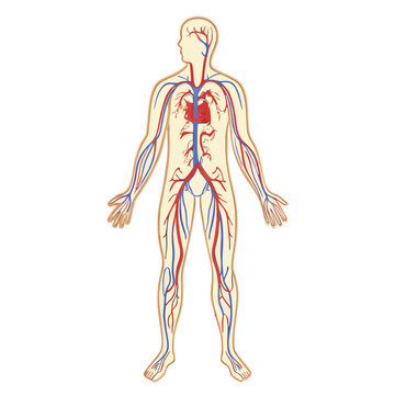 Human circulatory system anatomical diagram with red arteries and blue veins body anatomy