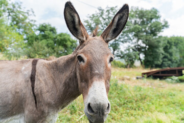 donkey eating grass on a lawn on a bright sunny day 