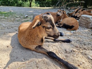 Kamerunschaf: Tierkinder