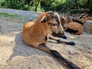 Tierbaby: Kamerunschaf