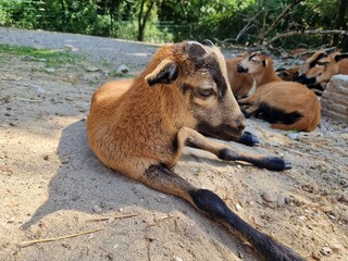 Kopf vom Kamerunschaf (Lamm)
