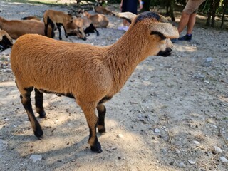 Fell vom Kamerunschaf