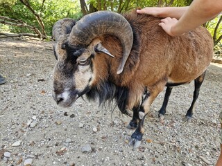 Schafbock: Kamerunschaf - Widder