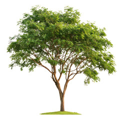Obraz premium Leucaena Tree isolated on transparent background