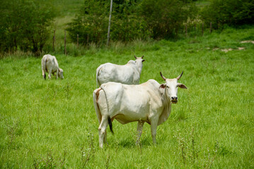 Obraz premium Nelore Cattle Grazing in Green Pasture in Jacaraú, Paraíba, Brazil