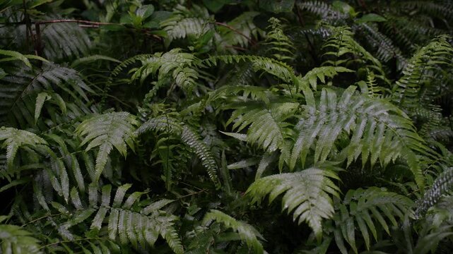 Rows of hairy, lush ferns endlessly spreading, with various green shades creating a dense, tropical feel. Thriving foliage fills the untouched, calm, and vibrant