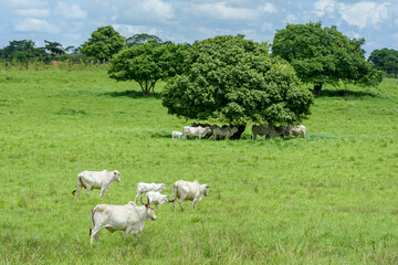 Nelore Cattle Grazing in Green Pasture in Jacaraú, Paraíba, Brazil