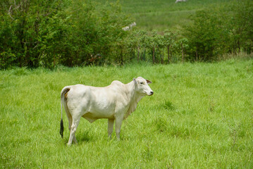 Nelore Cattle Grazing in Green Pasture in Jacaraú, Paraíba, Brazil