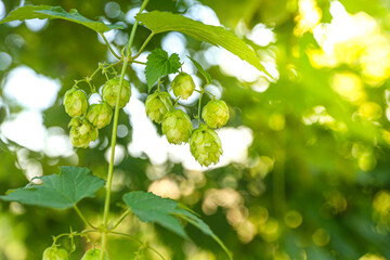 Green Fresh Hop Cones for Making Beer, Close-Up Natural Botanical Ingredient for Brewing