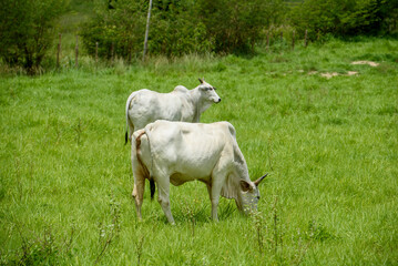 Nelore Cattle Grazing in Green Pasture in Jacaraú, Paraíba, Brazil