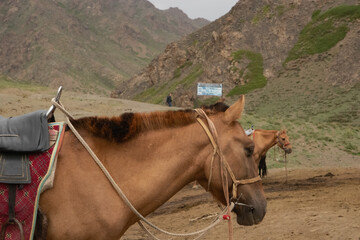 Horses and Livestock in the Majestic Landscape of Yolyn Am, Gobi Desert, Mongolia