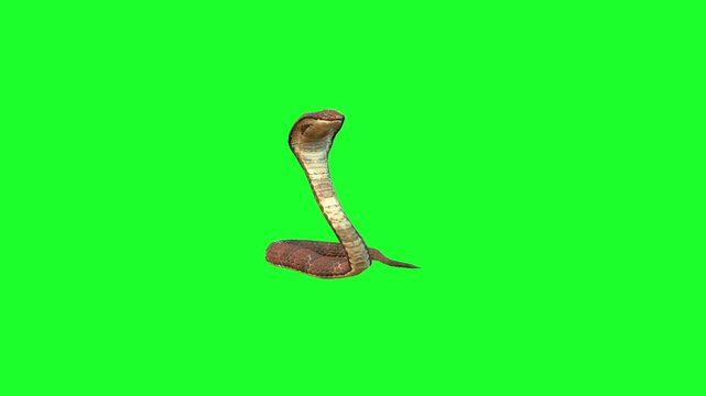 Snake Idle