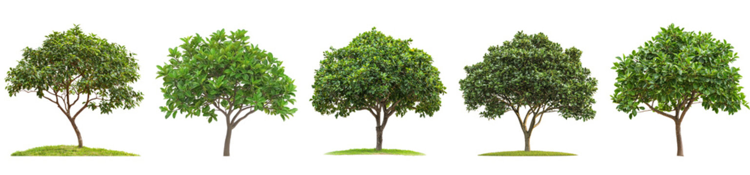 Bay Rum Tree Tree isolated on transparent background