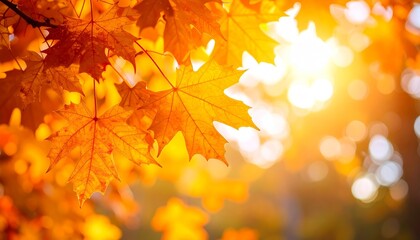 Obraz premium Golden Maple Leaves in Autumn Sunlight