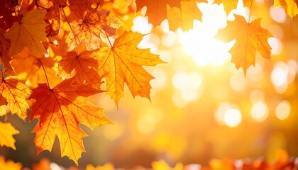 Golden Maple Leaves in Autumn Sunlight