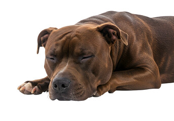 Obraz premium Sleeping American Staffordshire Terrier isolated on white or transparent background. PNG