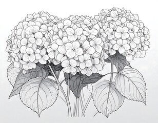 Detailed line drawing of hydrangea flowers and leaves