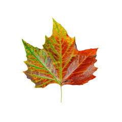 Obraz premium Single maple leaf with bright colorful autumn hues - green, yellow, orange and red - isolated on transparent background. High resolution PNG image with clipping path. Natural autumn foliage.