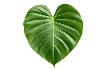 Green heart shaped leaf isolated on white background