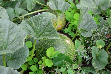 Ripe Cantaloupe Melons Growing in a Lush Garden Surrounded by Leaves