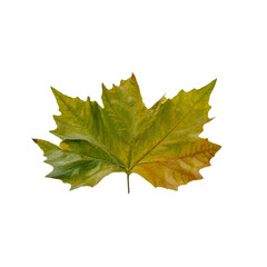 Single autumn maple leaf with green and brownish-yellow shades isolated on transparent background. High resolution PNG file with clipping path. Natural texture.