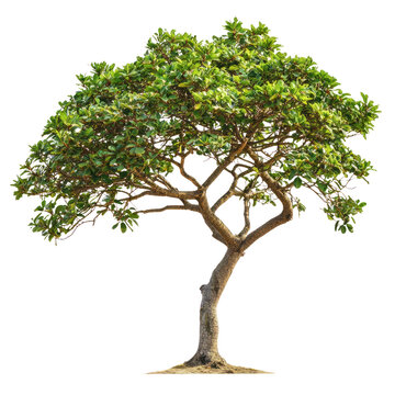 Seaside Mahoe Tree isolated on transparent background