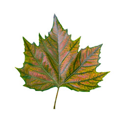 Single maple leaf with green, yellow and red autumn hues isolated on transparent background. High resolution PNG image with clipping path. Vivid details of seasonal foliage.