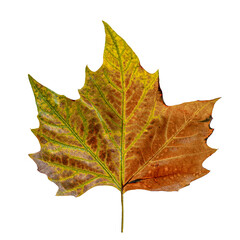 One colorful autumn maple leaf isolated on transparent background. High resolution PNG file with clipping path. Natural leaf texture with yellow, green, brown and orange shades.