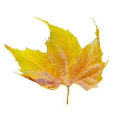 Single yellow-orange maple leaf isolated on transparent background. High resolution PNG file with clipping path. Autumn foliage details, perfect for seasonal, botanical or decorative projects.