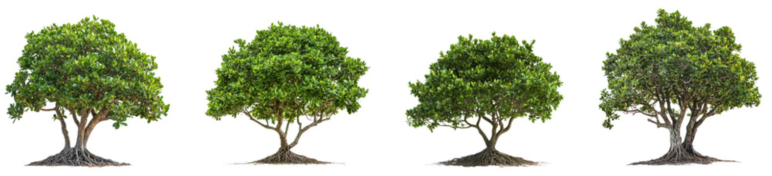 Buttonwood Mangrove Tree isolated on transparent background