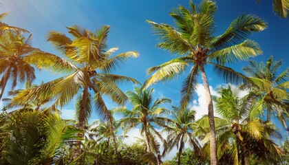 Obraz premium lush tropical palm trees on a sunny day