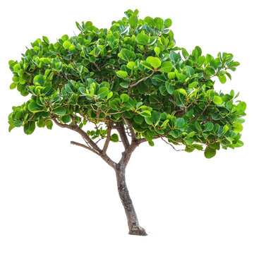 Sea Grape Tree isolated on transparent background