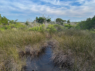 A quiet coastal marsh with tall grasses and still water reflecting the sky. The scene captures the natural beauty of wetland habitats, ideal for themes of ecology, conservation, 