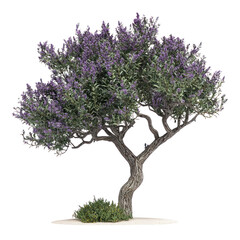 Coastal Sage Tree isolated on transparent background